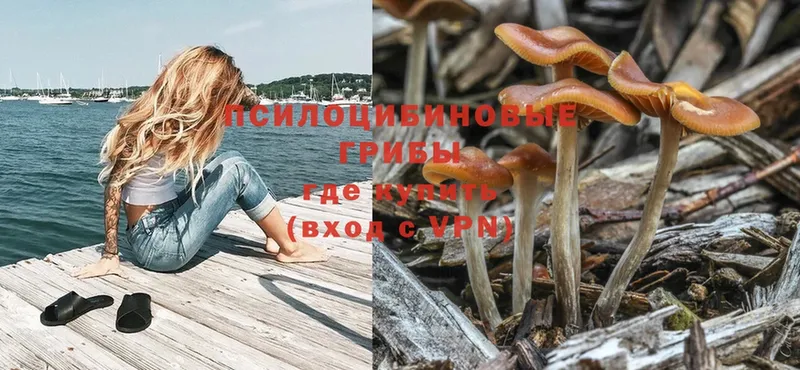 Псилоцибиновые грибы Psilocybe  Калязин 